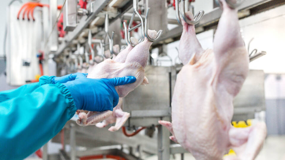 Poultry, Meat, Slaughterhouses & Agricultural